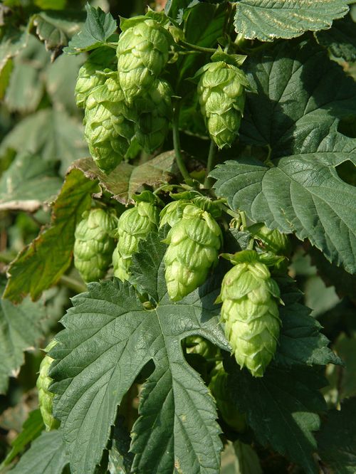 Du houblon, des moissons et de la bière à la table Hopper