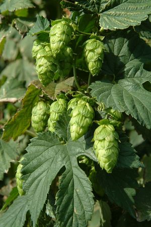 From Hops, Harvest and beer to Hopper