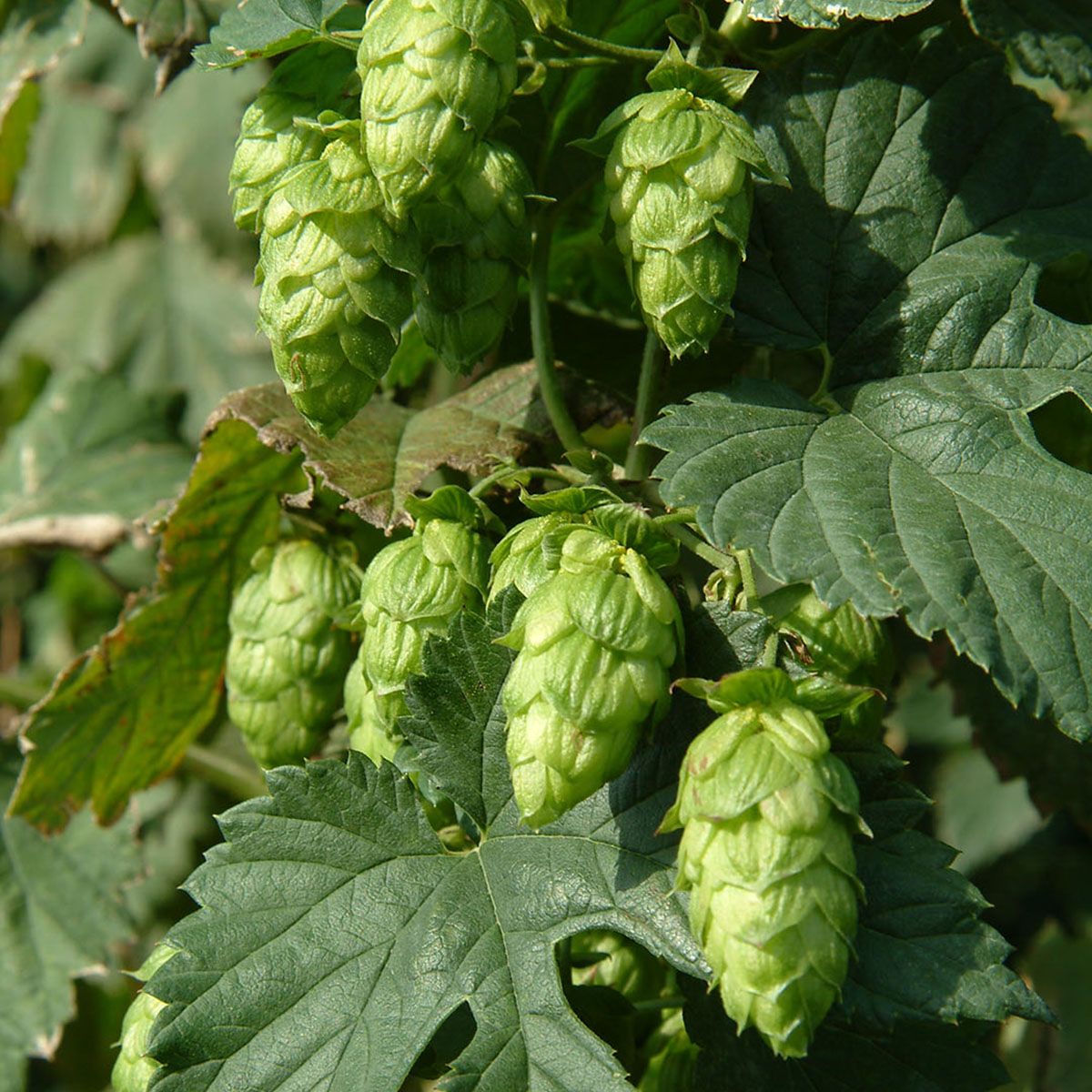From Hops, Harvest and beer to Hopper