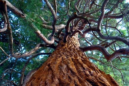 À propos du bois et des bois