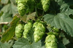 Von Hopfen, Ernte und Bier zum Hopper